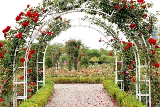 上海閔行區花好月園公園，萬(wàn)株月季怒放快來(lái)品(圖5)