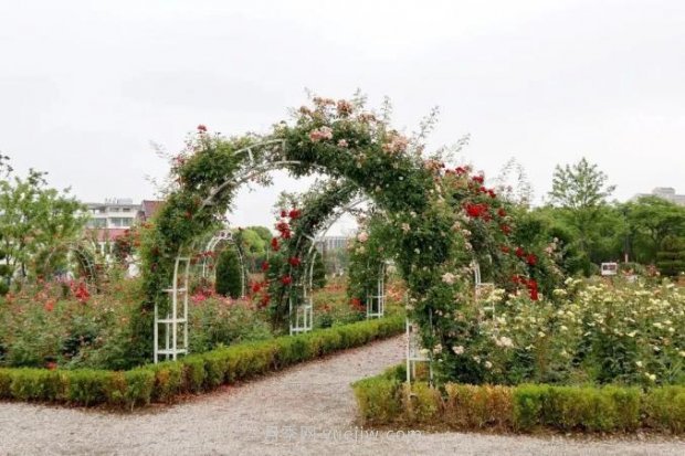 上海閔行區花好月園公園，萬(wàn)株月季怒放快來(lái)品(圖6)