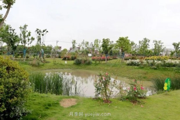 上海閔行區花好月園公園，萬(wàn)株月季怒放快來(lái)品(圖2)