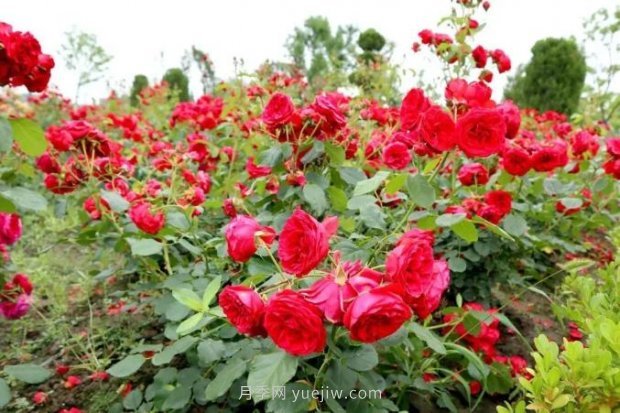 上海閔行區花好月園公園，萬(wàn)株月季怒放快來(lái)品(圖4)