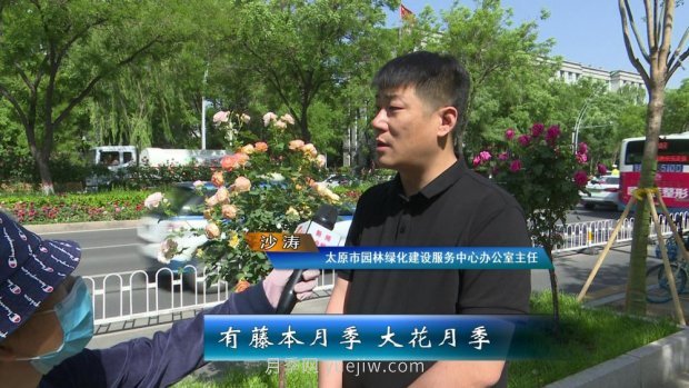太原三百萬(wàn)株月季玫瑰盛開(kāi)，許你一座浪漫之都(圖6)