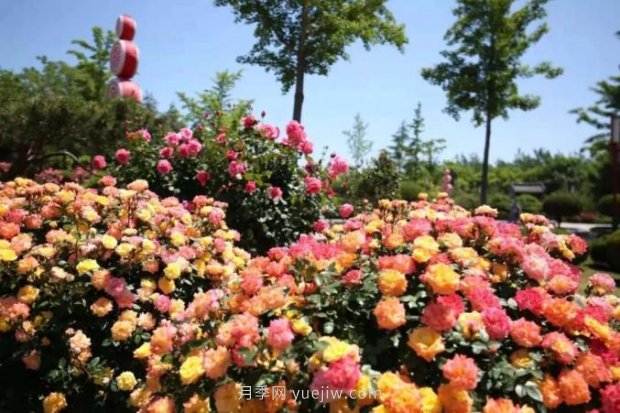 山東煙臺月季花節如期而至，美得劃不動(dòng)屏(圖9)