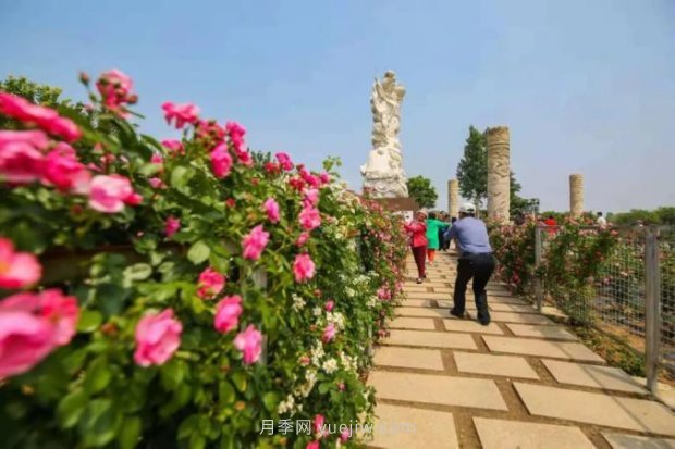 山東煙臺月季花節如期而至，美得劃不動(dòng)屏(圖6)