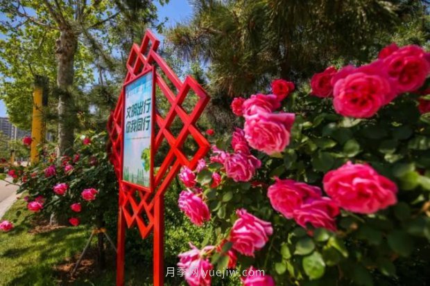 山東煙臺月季花節如期而至，美得劃不動(dòng)屏(圖3)