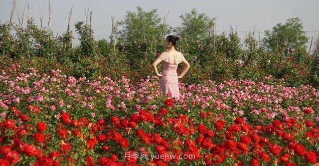 洛陽(yáng)紫桂園月季農場(chǎng)，置身月季花海，感受花開(kāi)浪漫(圖1)