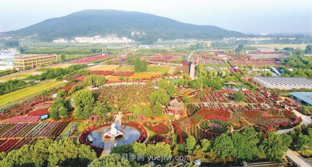 南陽(yáng)臥龍區七里園鄉打造一花一草特色產(chǎn)業(yè) 月季托起美好生活(圖1)