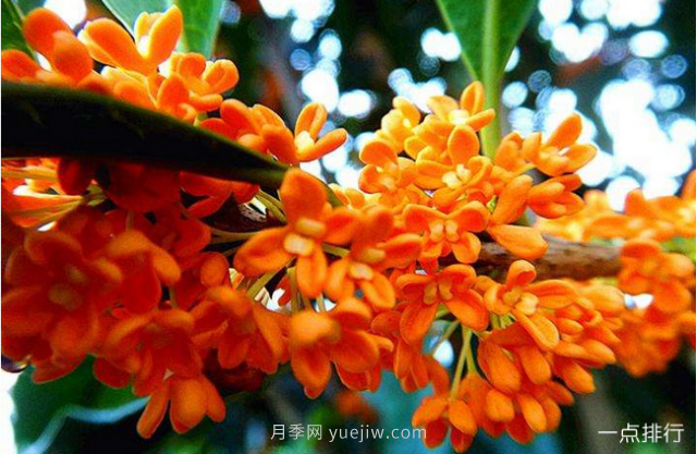 桂花哪個(gè)品種***名貴？名貴桂花品種排名(圖2)