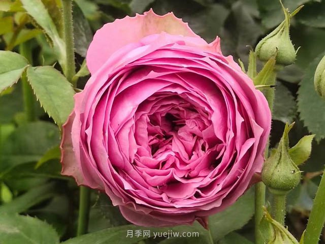 夏天月季病蟲(chóng)害頻發(fā)，防治辦法分享(圖1)