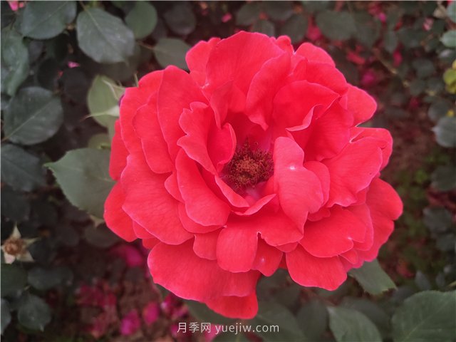 20種經(jīng)典月季品種，妝點(diǎn)南陽(yáng)火熱的夏季(圖1)