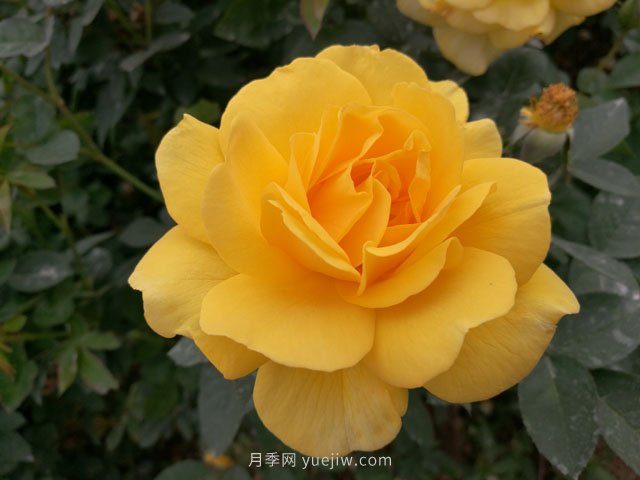 20種經(jīng)典月季品種，妝點(diǎn)南陽(yáng)火熱的夏季(圖5)