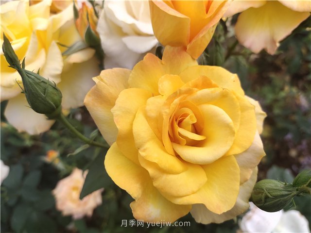 20種經(jīng)典月季品種，妝點(diǎn)南陽(yáng)火熱的夏季(圖6)