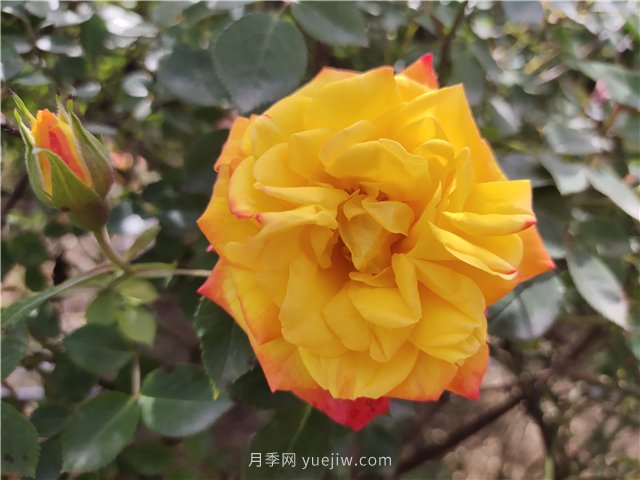 20種經(jīng)典月季品種，妝點(diǎn)南陽(yáng)火熱的夏季(圖7)