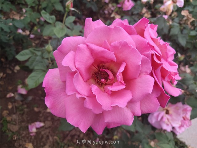 20種經(jīng)典月季品種，妝點(diǎn)南陽(yáng)火熱的夏季(圖8)