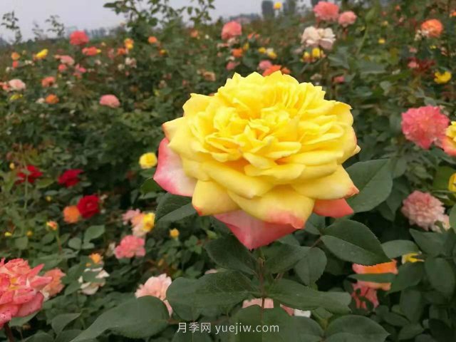 20種經(jīng)典月季品種，妝點(diǎn)南陽(yáng)火熱的夏季(圖9)
