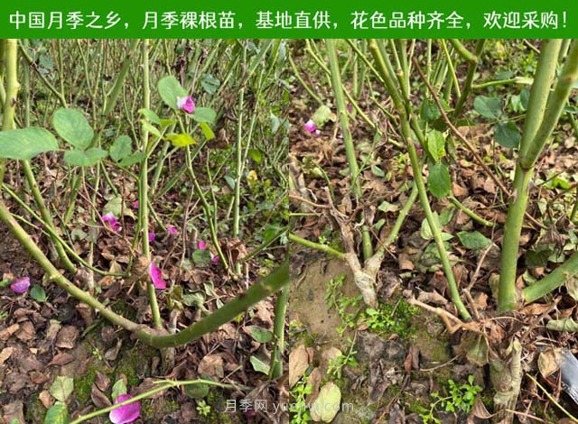 月季網(wǎng)：月季裸根苗的選購、栽植、肥水、養護技術(shù)大全(圖1)