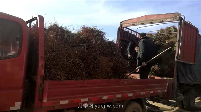 月季網(wǎng)：月季裸根苗的選購、栽植、肥水、養護技術(shù)大全(圖5)