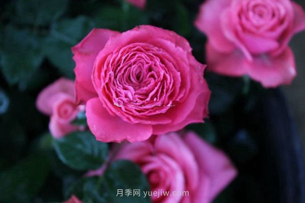 整理適合陽(yáng)臺養的陽(yáng)臺系列品種大全(圖4)
