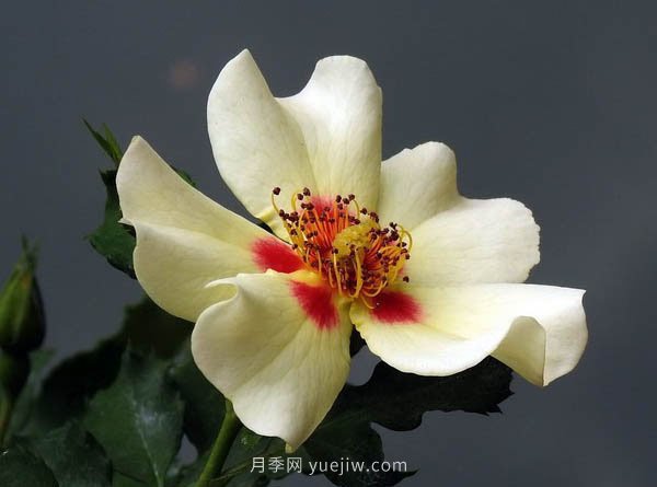 整理適合陽(yáng)臺養的陽(yáng)臺系列品種大全(圖6)