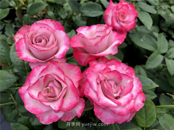 整理適合陽(yáng)臺養的陽(yáng)臺系列品種大全(圖7)