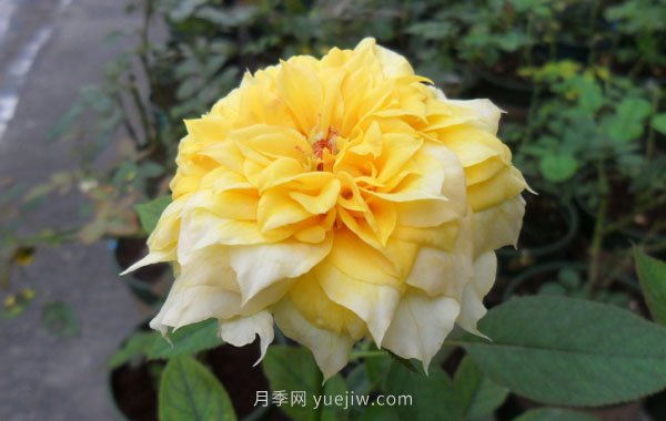 整理適合陽(yáng)臺養的陽(yáng)臺系列品種大全(圖8)
