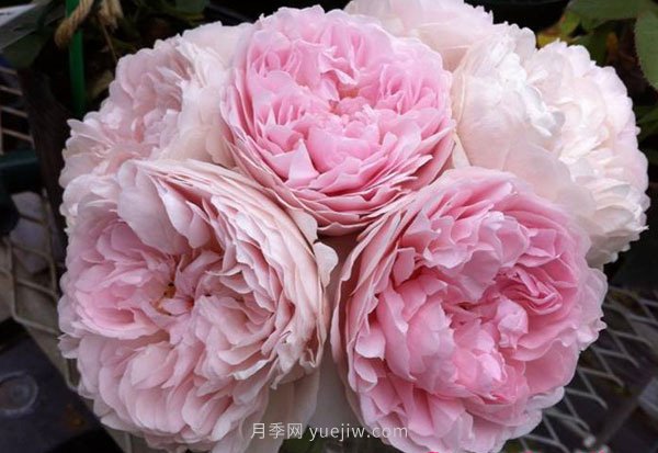 真誠月季的優(yōu)缺點(diǎn)是什么？(圖1)