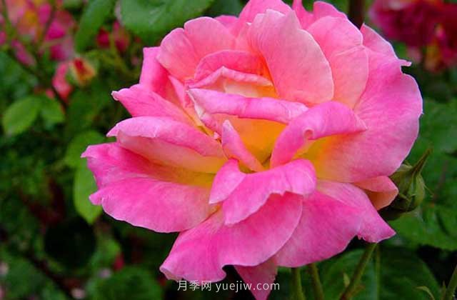 月季新芽發(fā)黑怎么辦？5種常見(jiàn)原因要區分對待(圖1)