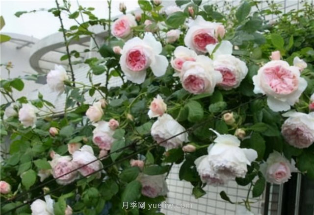 打造小型月季花墻，推薦4款藤本月季(圖3)