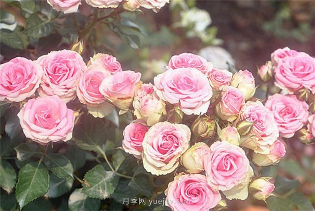 打造小型月季花墻，推薦4款藤本月季(圖5)