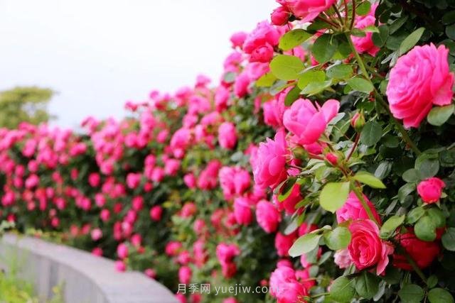 淮安初夏，從一場(chǎng)驚艷的月季花海開(kāi)始！(圖1)