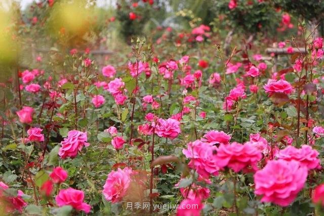 淮安初夏，從一場(chǎng)驚艷的月季花海開(kāi)始！(圖2)