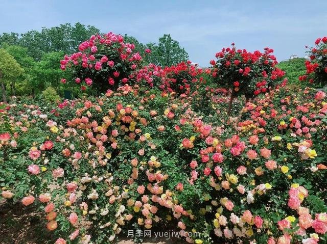 淮安初夏，從一場(chǎng)驚艷的月季花海開(kāi)始！(圖3)