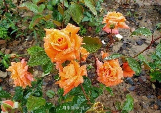 淮安初夏，從一場(chǎng)驚艷的月季花海開(kāi)始！(圖5)