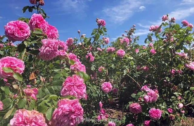 淮安初夏，從一場(chǎng)驚艷的月季花海開(kāi)始！(圖6)