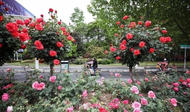 淮安初夏，從一場(chǎng)驚艷的月季花海開(kāi)始！(圖8)