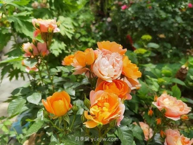 淮安初夏，從一場(chǎng)驚艷的月季花海開(kāi)始！(圖10)