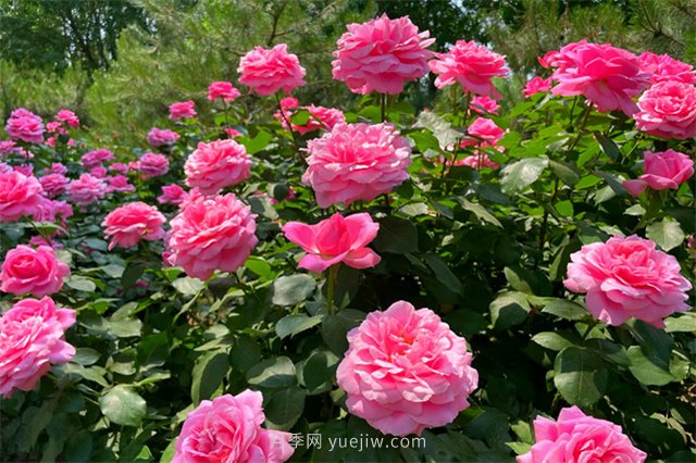 淮安初夏，從一場(chǎng)驚艷的月季花海開(kāi)始！(圖9)