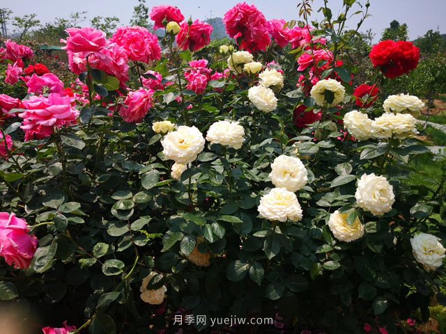 淅川園林綠化中心抗旱保綠 為城區綠化苗木送及時(shí)雨(圖1)