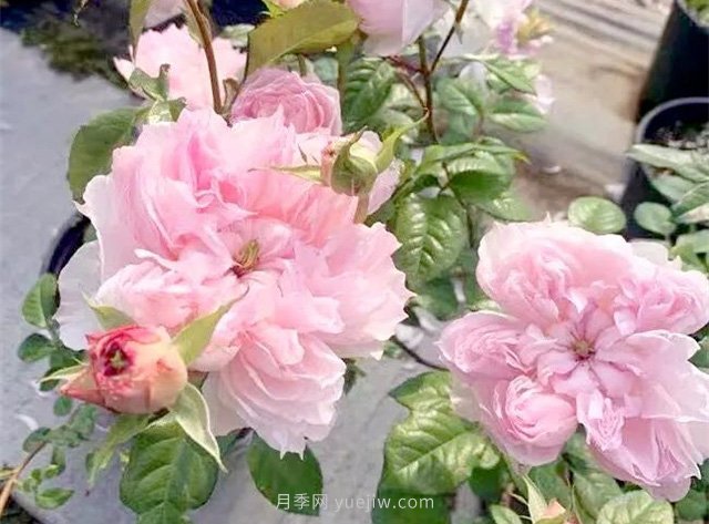 蝶之舞月季，蘇芬月季，兩款花型獨特的日系月季(圖1)