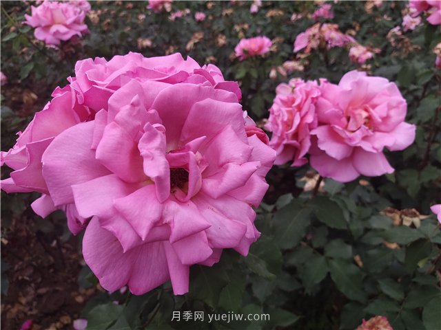 南陽(yáng)桐柏：發(fā)展觀(guān)光農業(yè) 促進(jìn)鄉村振興(圖1)