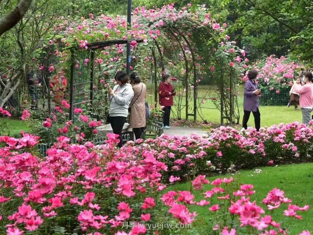 月季植物造景，塑造城市園林景觀(guān)(圖1)