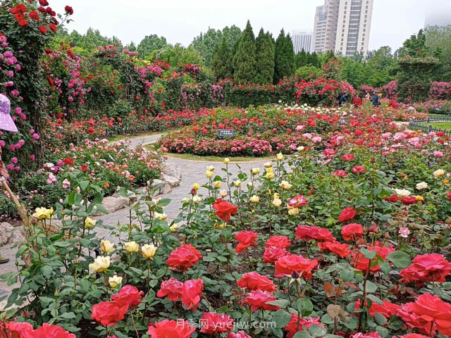 月季植物造景，塑造城市園林景觀(guān)(圖2)