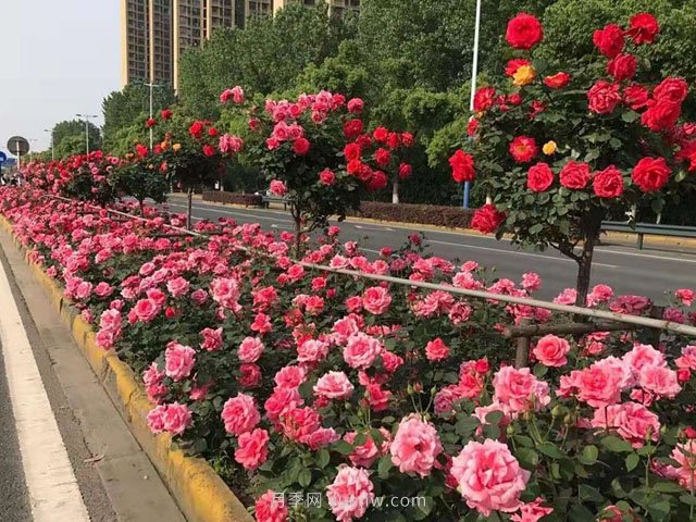 園林綠化施工五大細節要點(diǎn)，提高成活率(圖1)