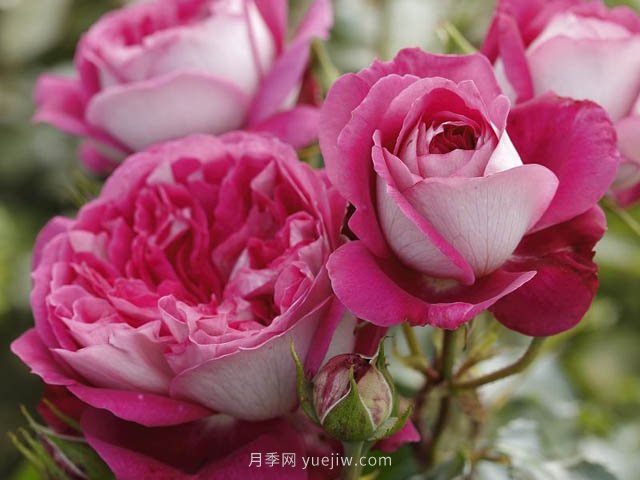 美心月季，古典月季和現代風(fēng)格的創(chuàng  )造性結合(圖1)