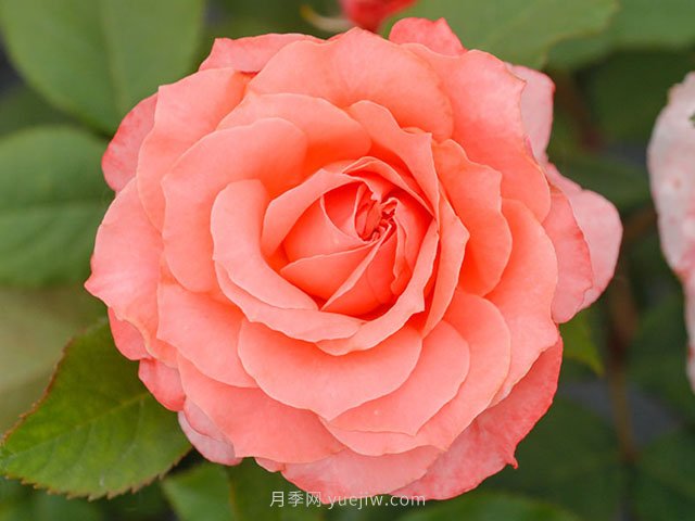 珊瑚果凍月季的優(yōu)缺點(diǎn)是什么？(圖1)