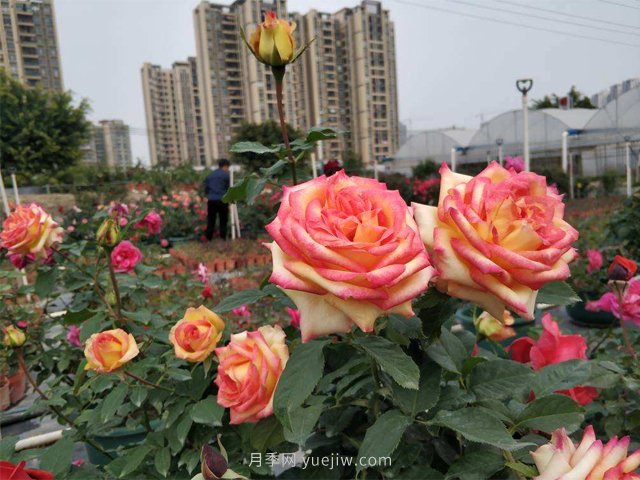 田園綜合體是什么？搞什么？怎么搞？(圖1)