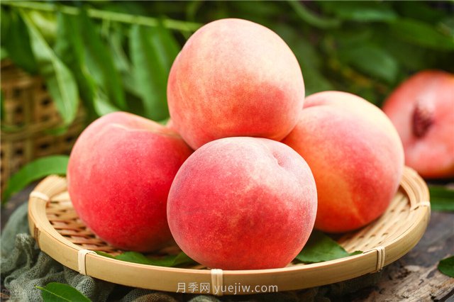 南陽(yáng)桐柏朱砂紅桃喜獲豐收(圖1)