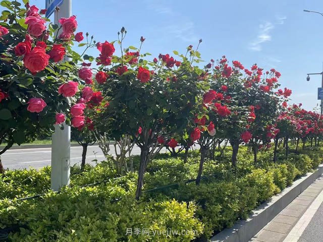 夏季苗木容易出現日灼現象？如何才能進(jìn)行預防？(圖1)