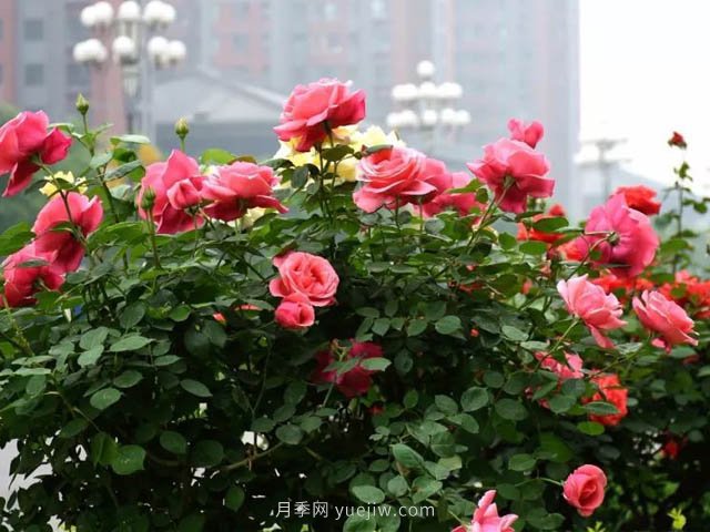 夏季苗木容易出現日灼現象？如何才能進(jìn)行預防？(圖2)