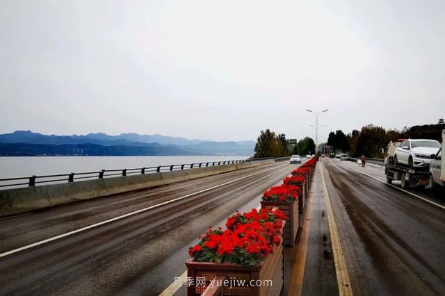 洛陽(yáng)嵩縣月季美化，使公路變成了靚麗的風(fēng)景線(xiàn)(圖2)
