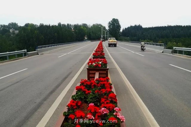 洛陽(yáng)嵩縣月季美化，使公路變成了靚麗的風(fēng)景線(xiàn)(圖1)